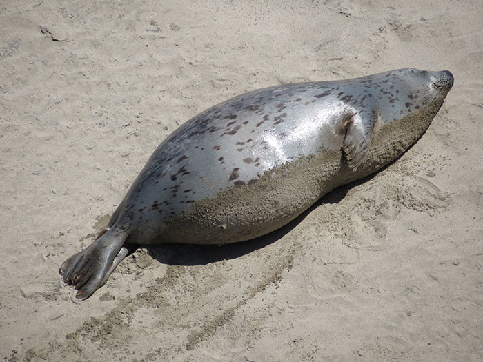 Cette maman phoque vient de se rafraîchir dans la baie d’Alsea et se réchauffe maintenant au soleil.