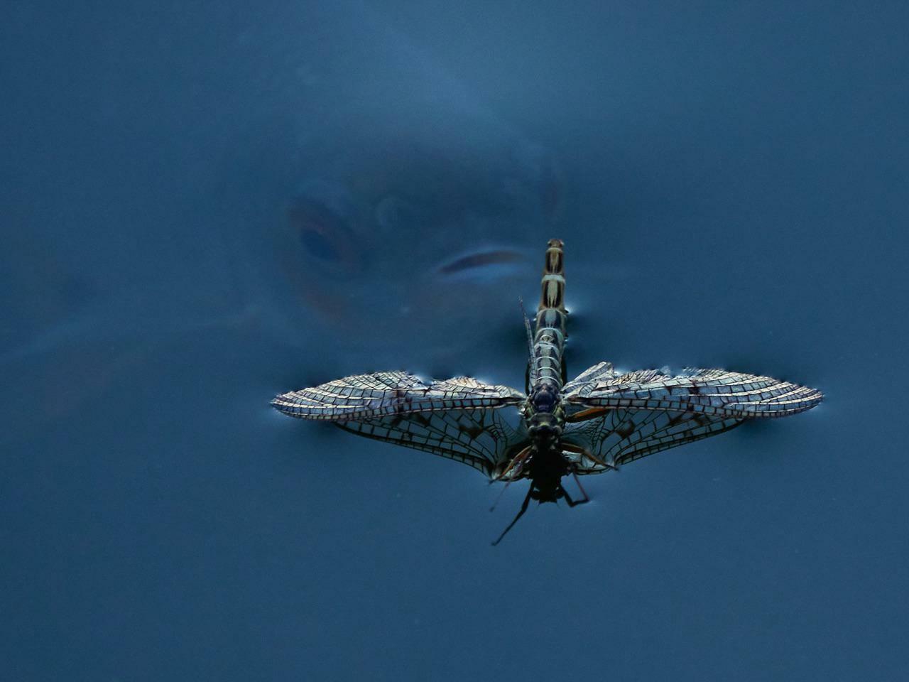 la photographie de nature finlandaise de l’année par antti strang