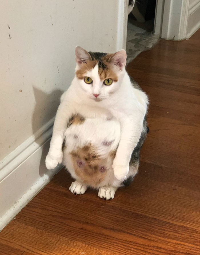 mon amie a surpris sa chatte très enceinte assise comme ça
