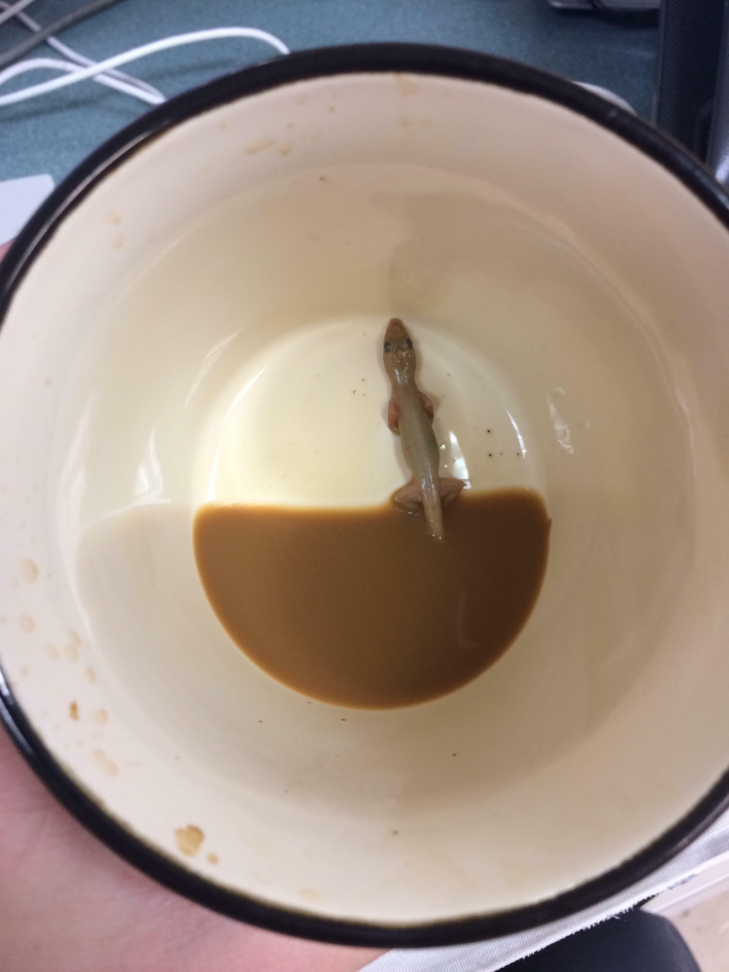 Un collègue de travail a trouvé une surprise au fond de sa tasse ce matin.