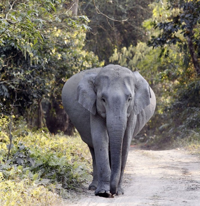 Les éléphants ont la plus longue période de gestation de tous les mammifères vivants – ils sont enceintes de 18 à 22 mois.