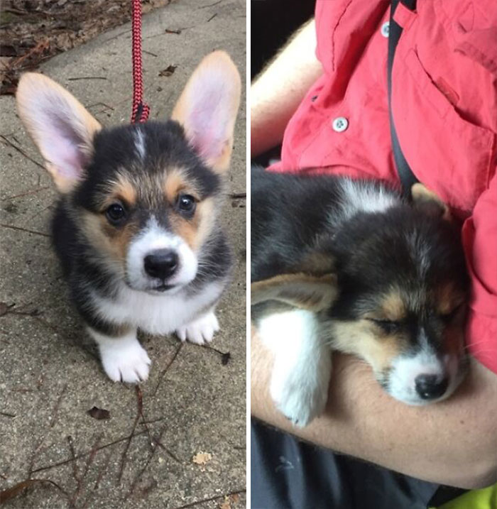 Avant et après la première “randonnée” de Ted.