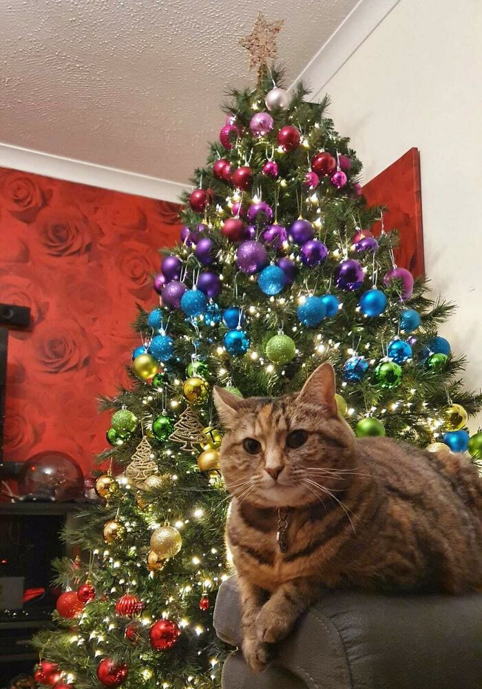 mon arbre de noël arc-en-ciel avec un ami chat en prime