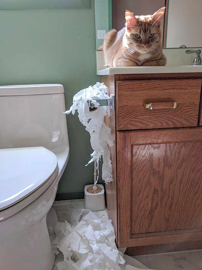 J’ai enfermé mon chat dans la salle de bains pendant que je préparais un repas parce qu’il était énervant. J’ai pris ma revanche.