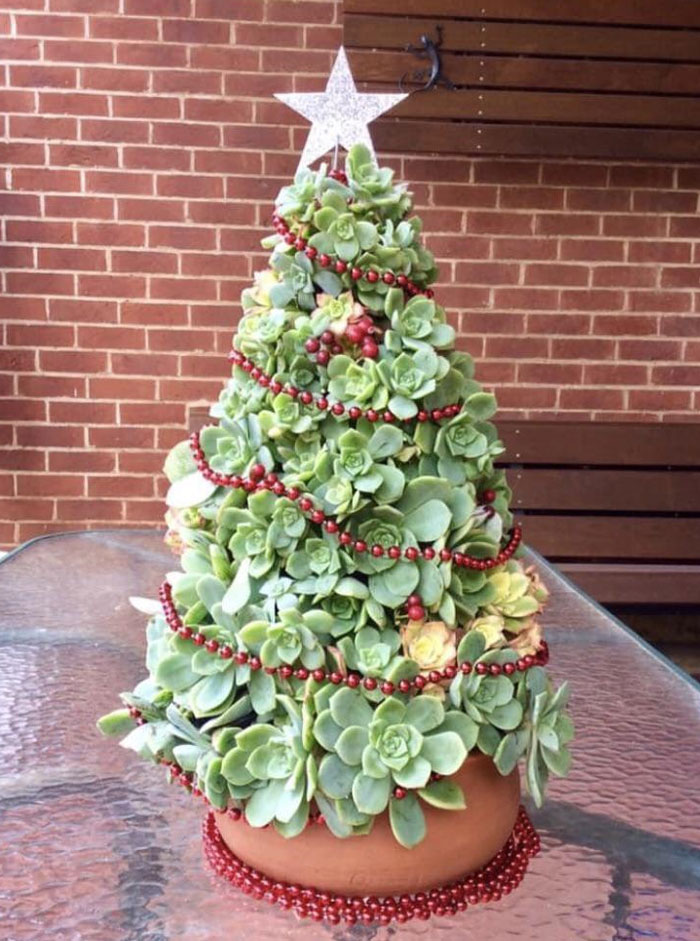 ma tante a propagé des succulentes et les a transformées en arbre de Noël