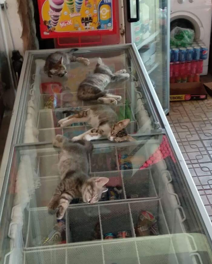 la rue est très chaude, alors le vendeur permet aux chatons d’entrer dans le magasin et de dormir sur le congélateur