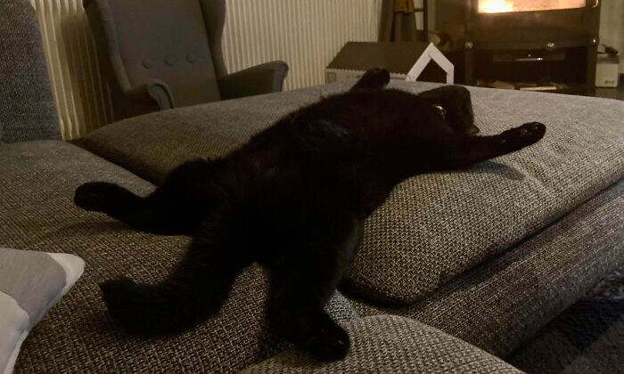 C’est ma chatte noire Kaia. Elle a commencé à dormir comme ça après que son ventre ait été gravement blessé dans un accident de voiture. Je suis si fière qu’elle se soit rétablie.