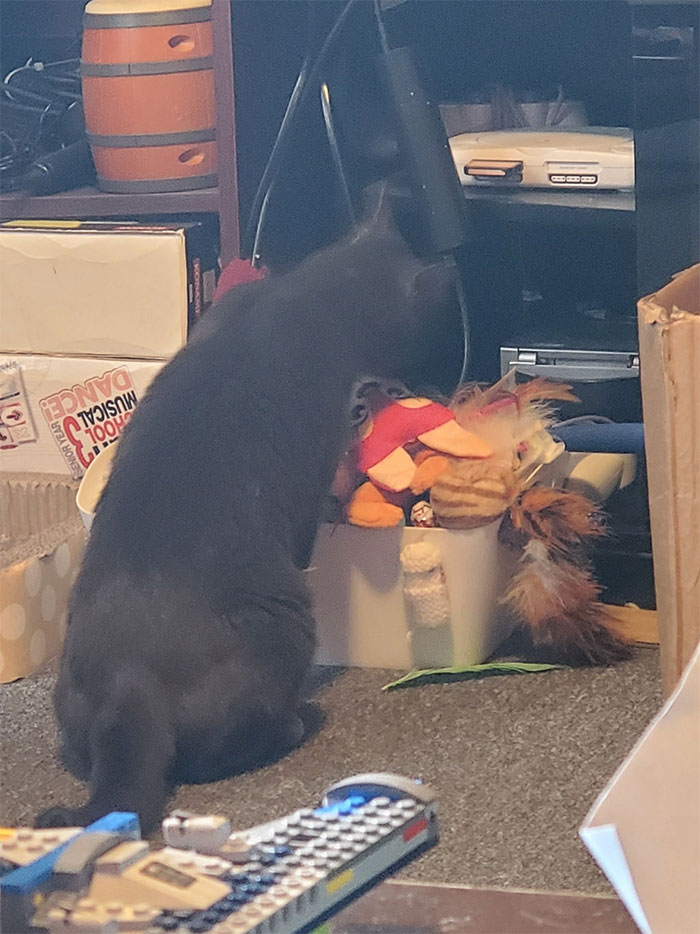 ma maison, les jouets de mes chats, pas mon chat
