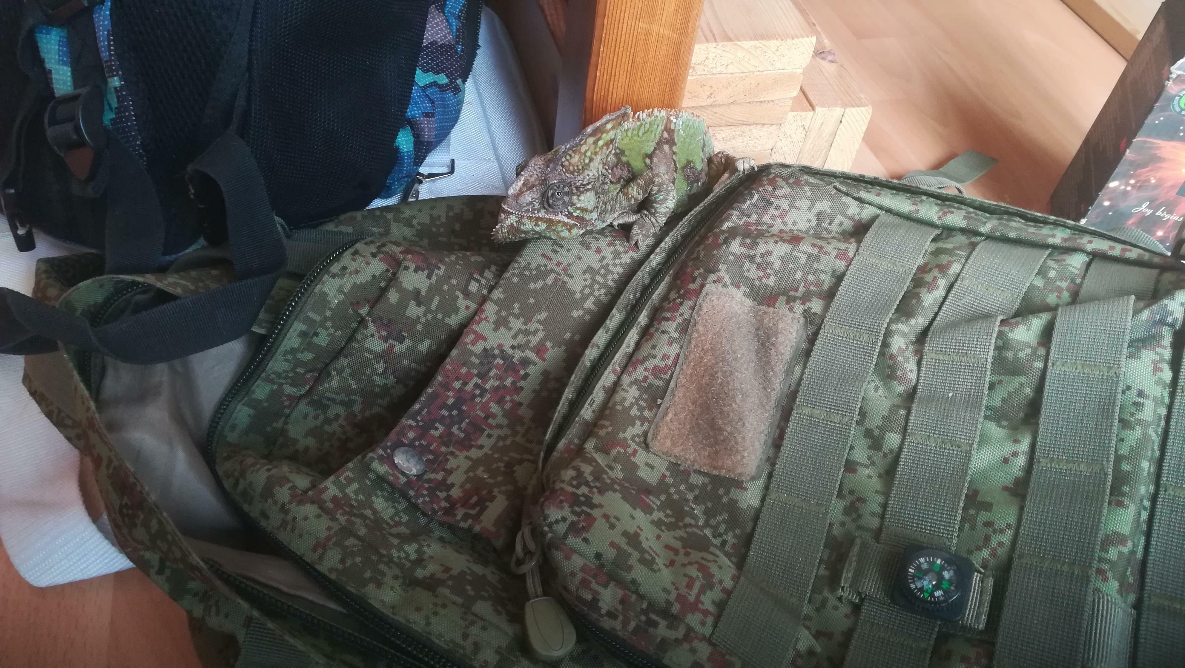 la façon dont mon caméléon se cache sur mon sac à dos militaire