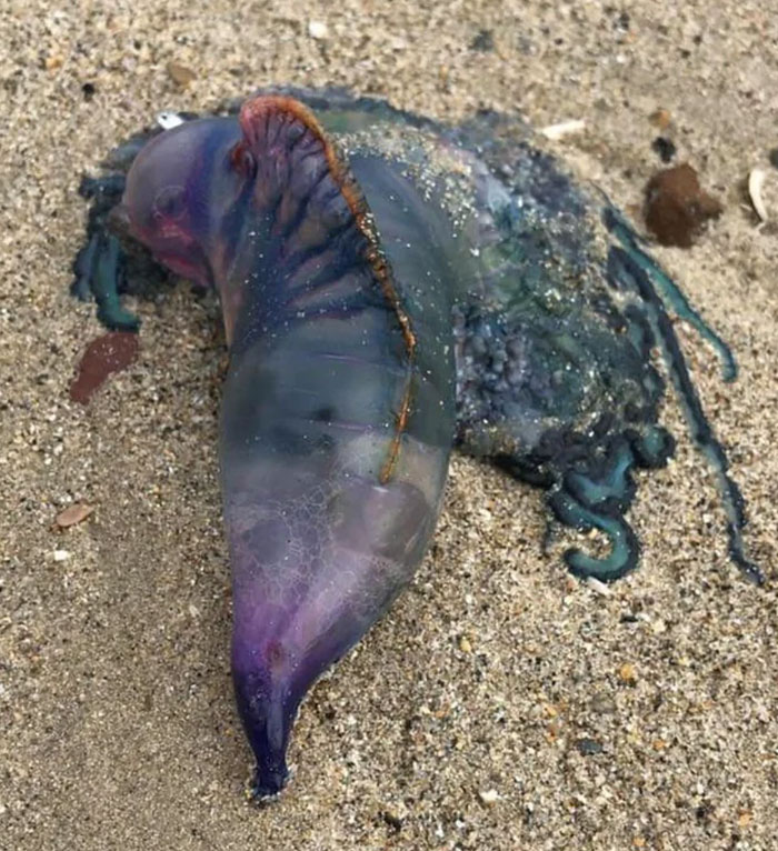 un animal trouvé sur la plage en normandie, france