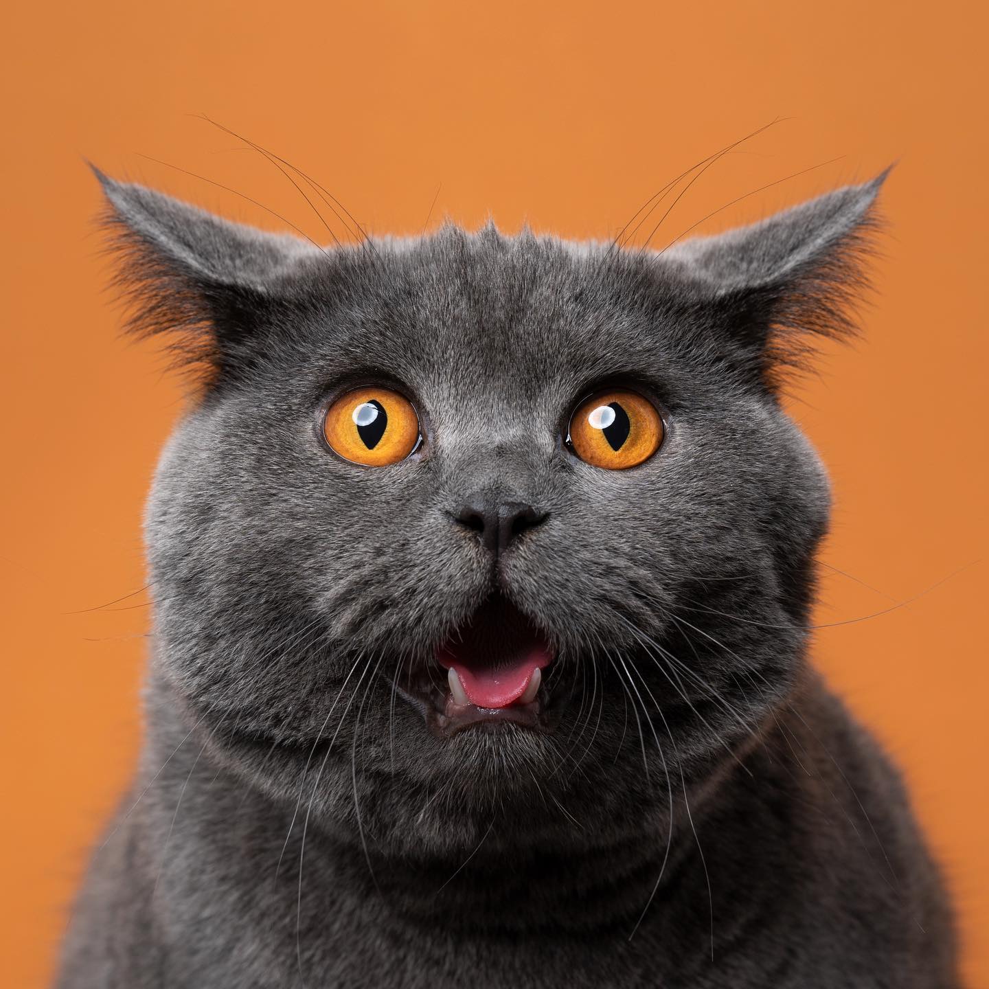 Ce “catographe” prend des photos drôles de chats qui pourraient te faire rire (50 photos).