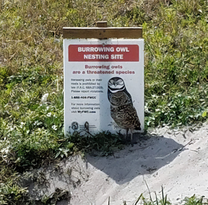 trouve la chevêche des terriers menacée