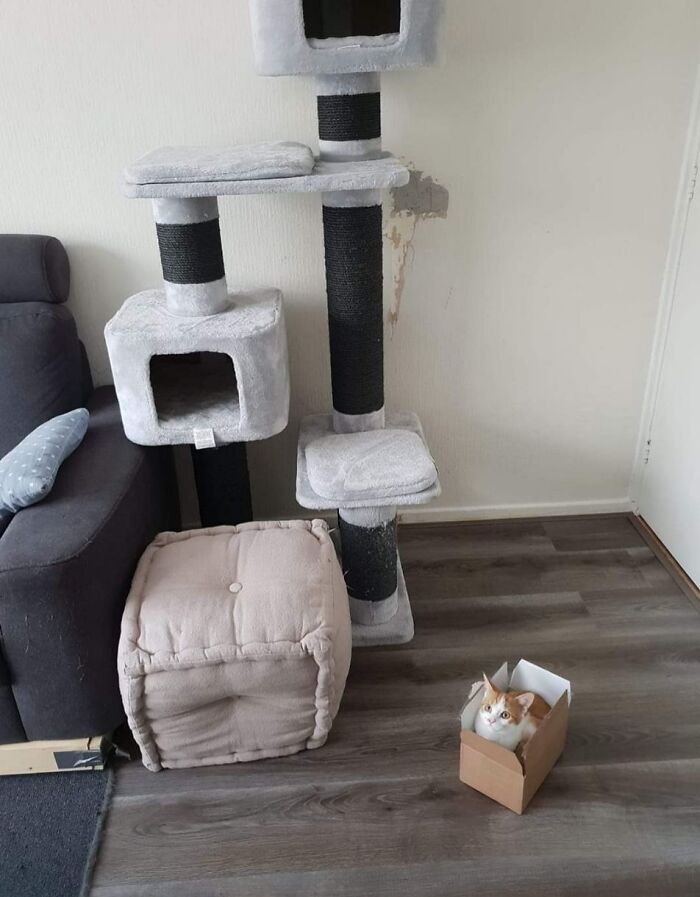 Tant pis pour les meubles pour chats coûteux