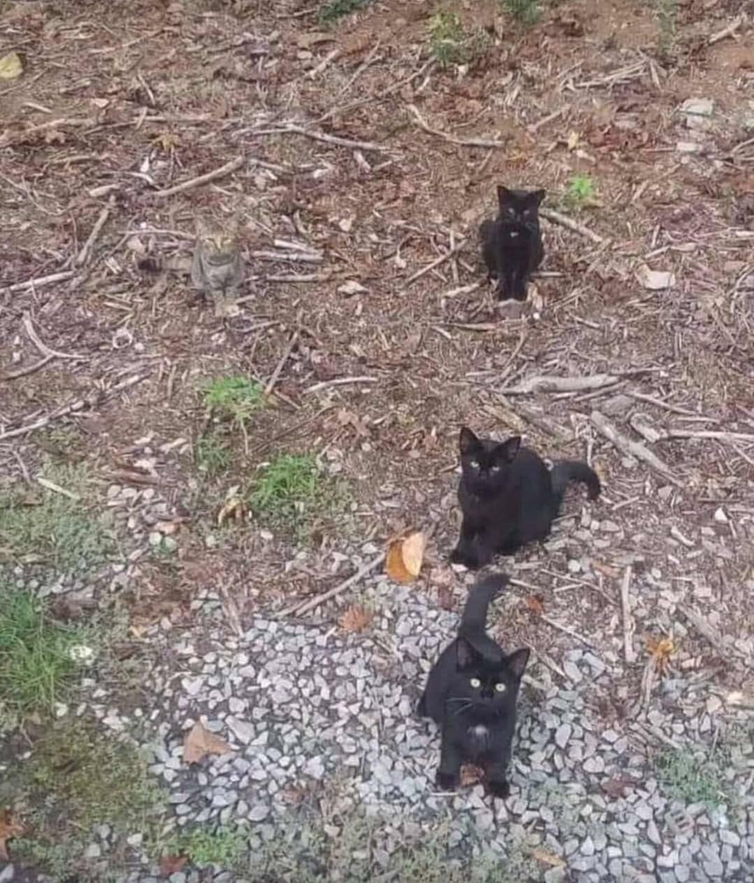 4 chatons dans la forêt