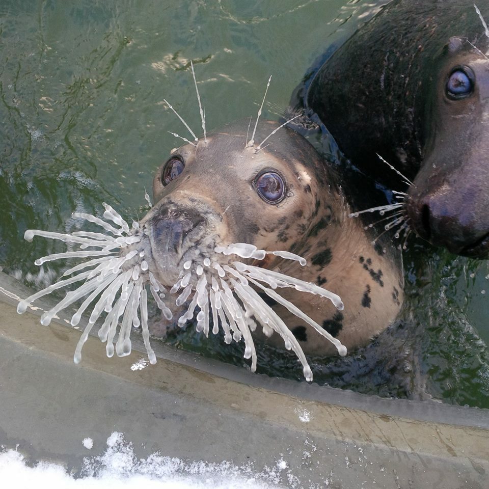 seal ania est confuse par ce qui est arrivé à ses moustaches (il fait -10°c/14°f en Pologne en ce moment).