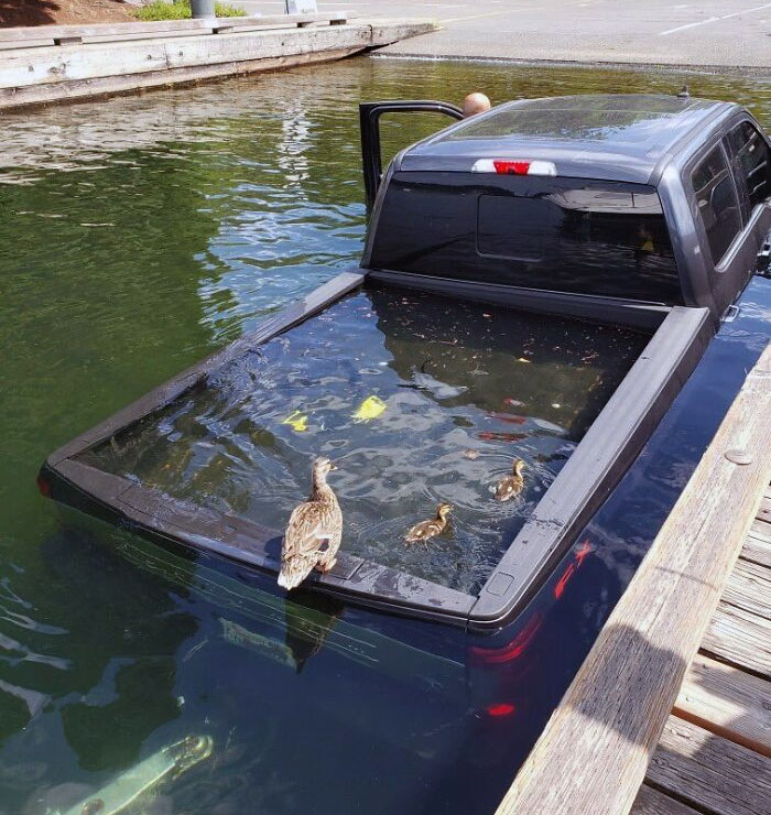 bébés canards dans le lac