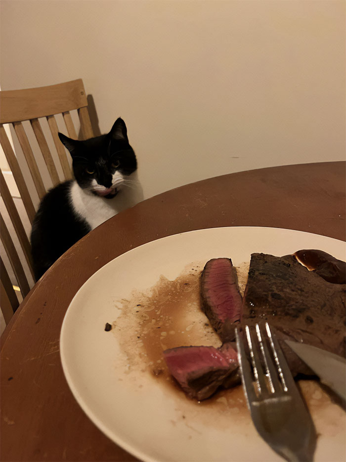 Ma maison, pas mon chat ” a eu le sixième sens que c’était la soirée steak et s’est porté volontaire pour être le testeur de goût officiel.