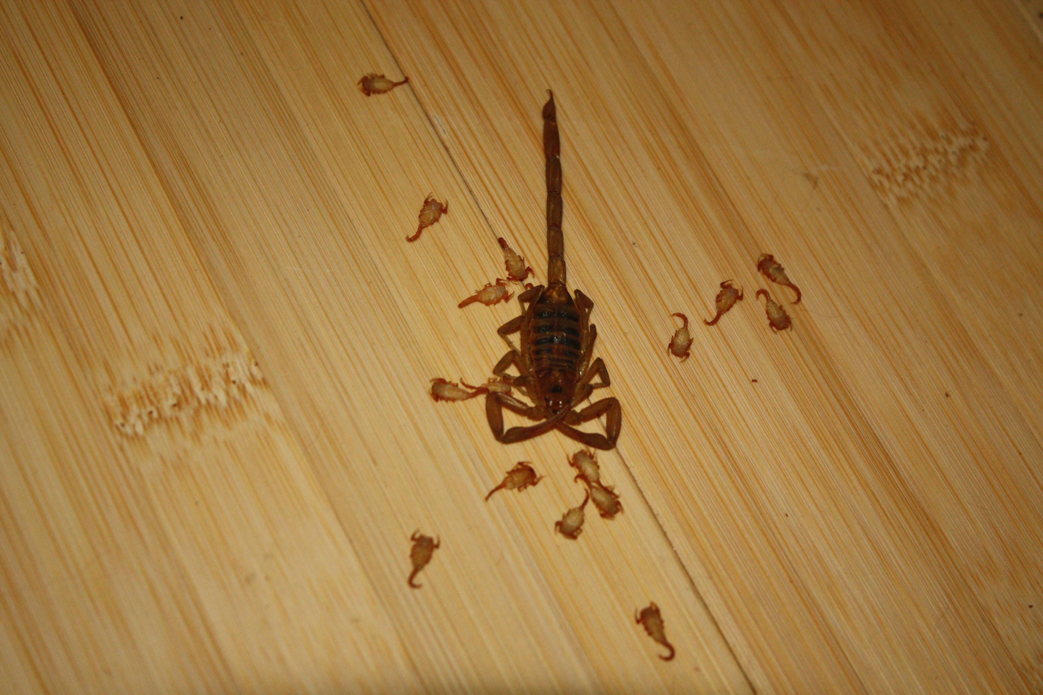 Vous êtes mignons avec vos araignées effrayantes. J'ai trouvé ça sous mon canapé un mois après avoir fait une fumigation.