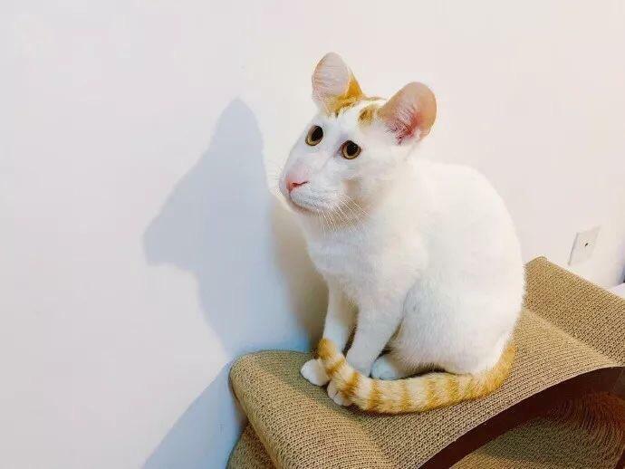 Le panorama a fait que ce chat ressemble à une souris