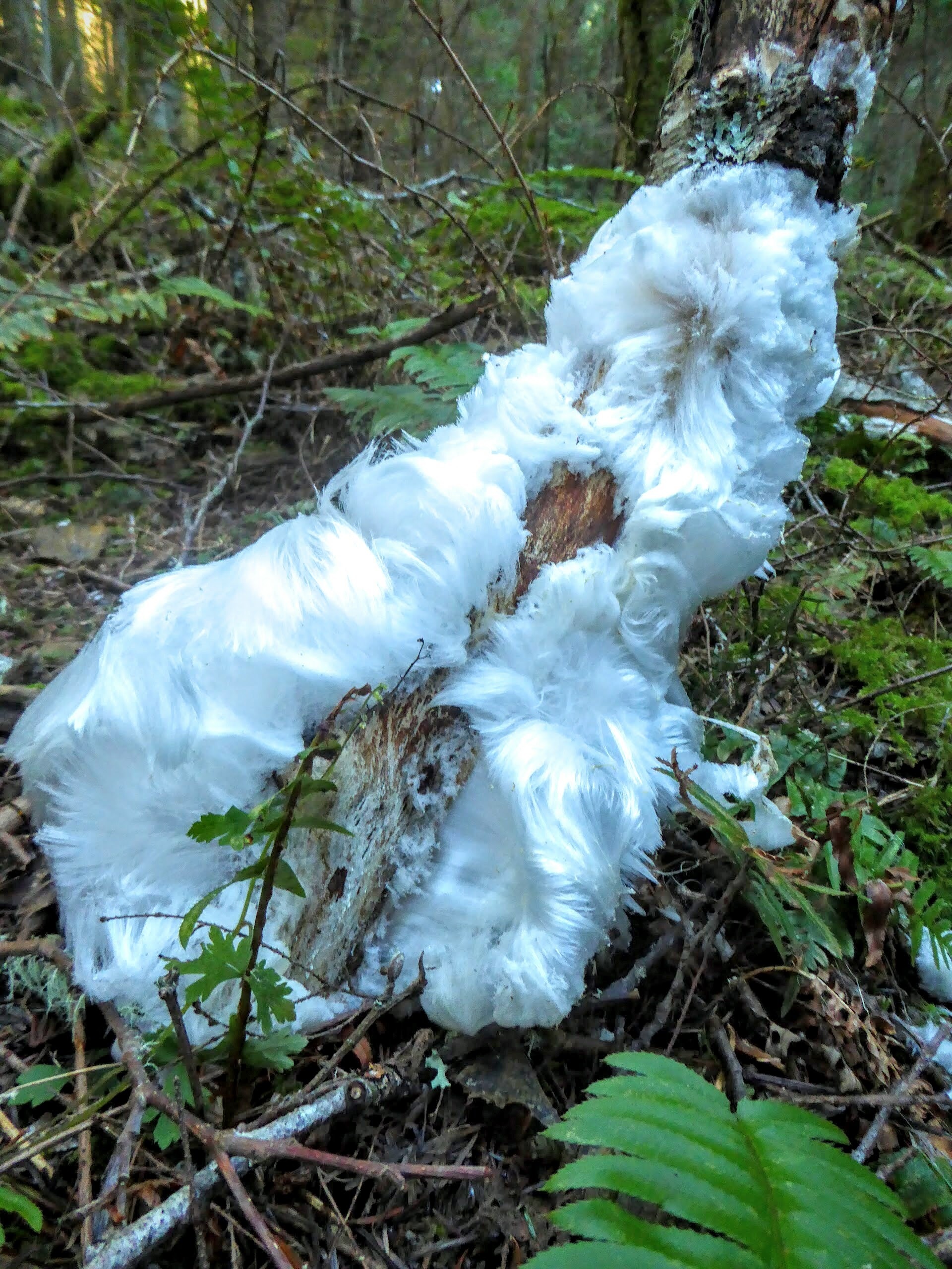 Voici ce qui peut arriver lorsqu’une souche détrempée subit un gel intense : une fourrure de glace ! Il s’agit d’une épaisse couche de cristaux de glace fins et délicats.