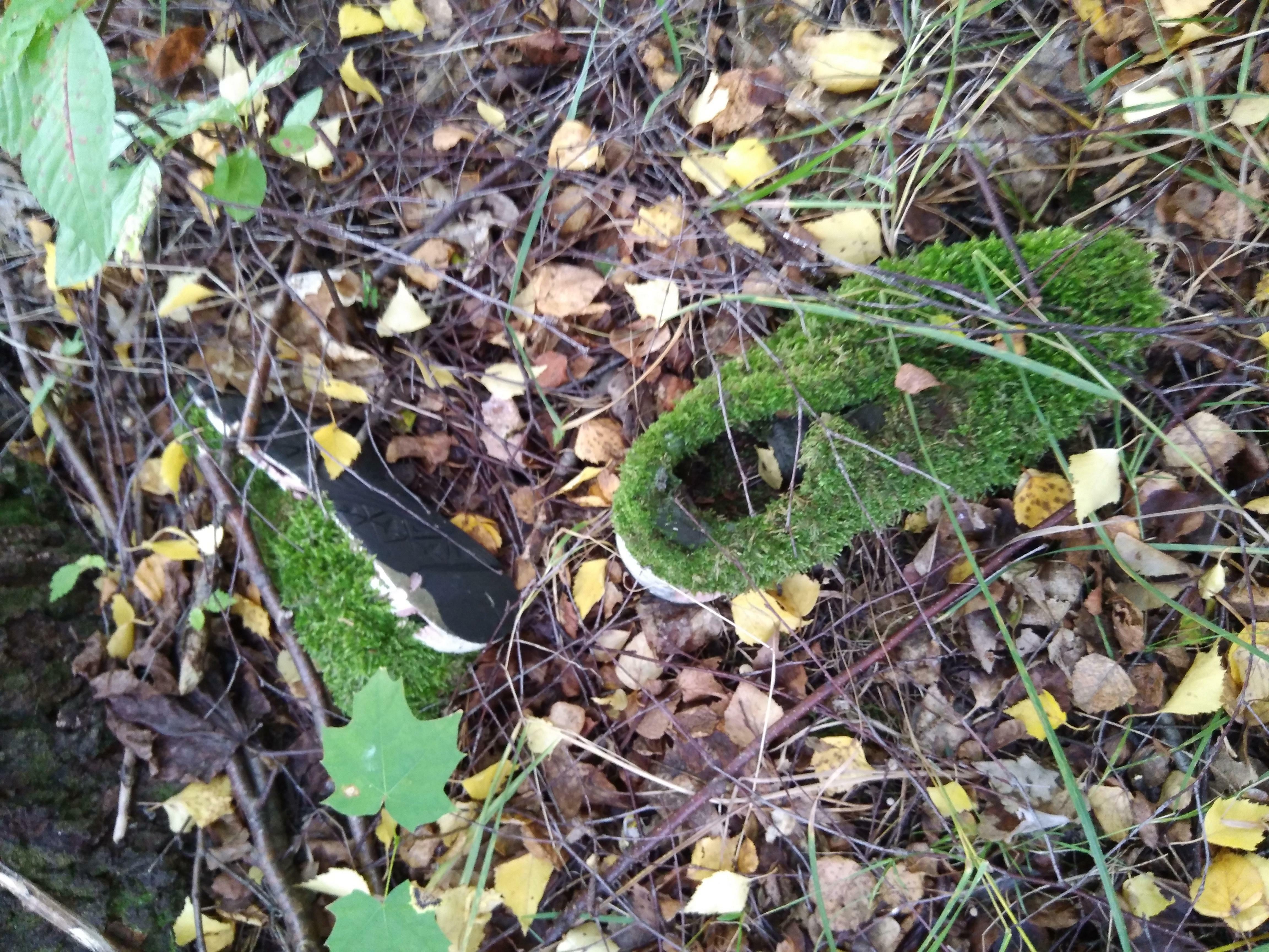 Les vieilles chaussures dans la forêt se sont transformées en mousse