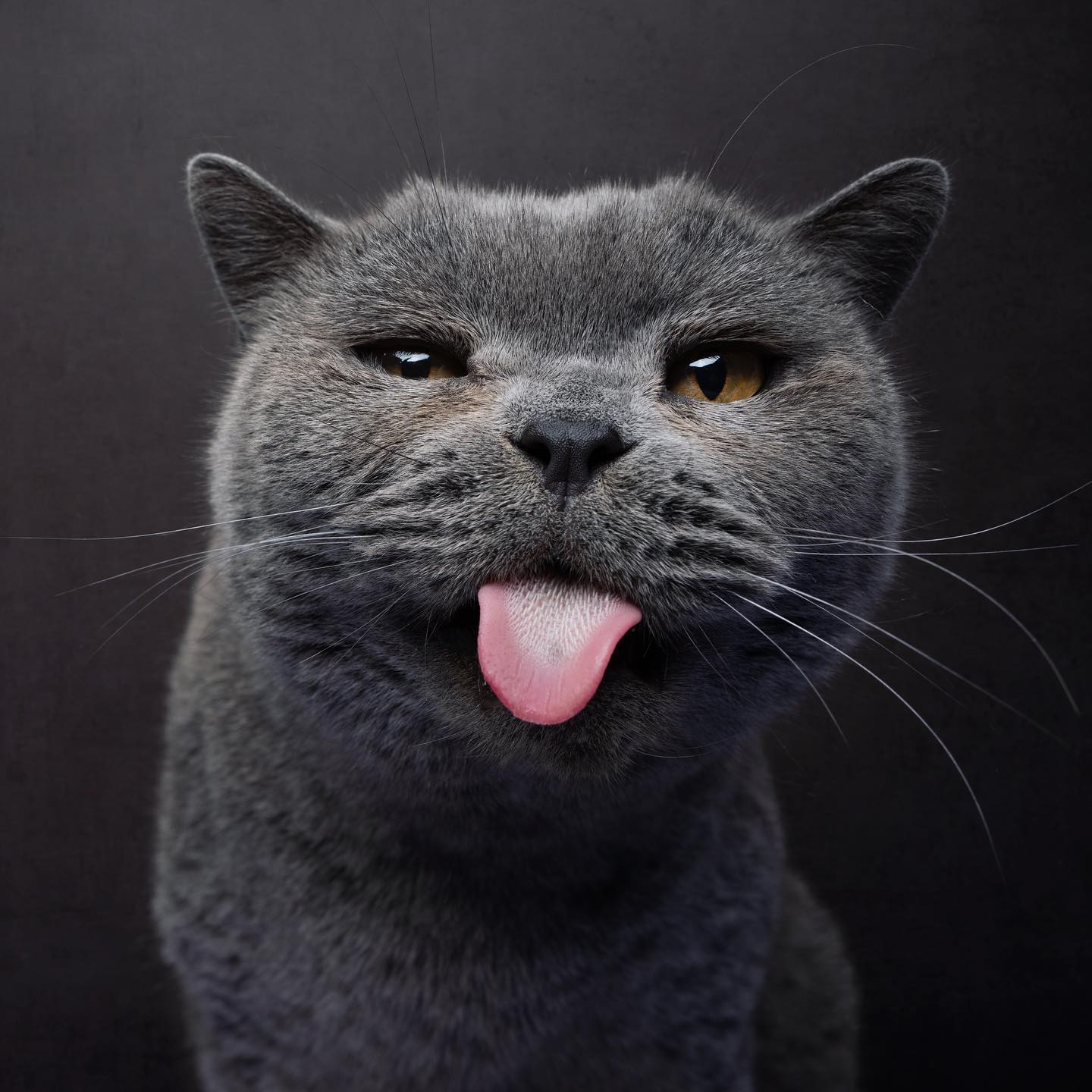 Ce “catographe” prend des photos drôles de chats qui pourraient te faire rire (50 photos).