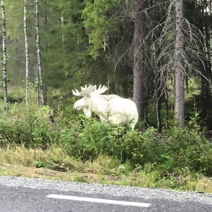 un élan albinos dans la forêt