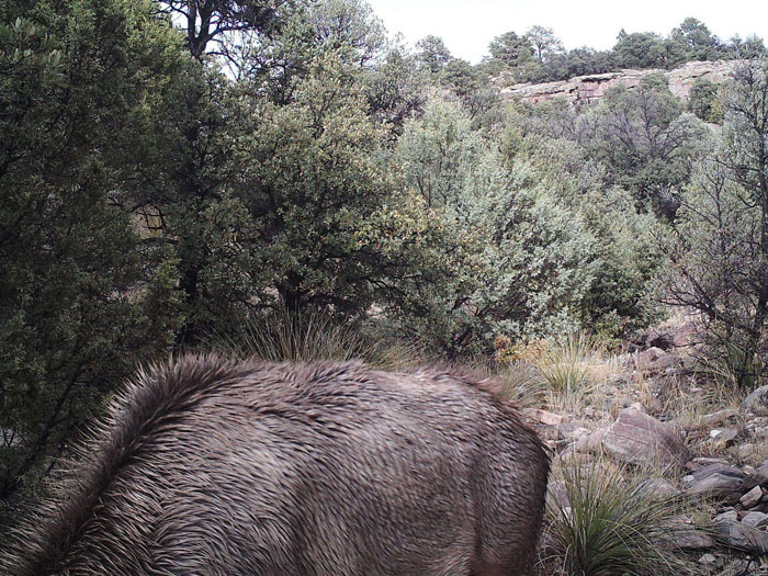 il y a un lion des montagnes qui traque un élan