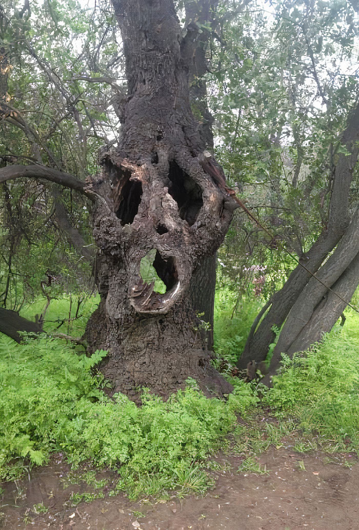 Alors je me promenais dans une forêt près de ma ville et j’ai trouvé ceci