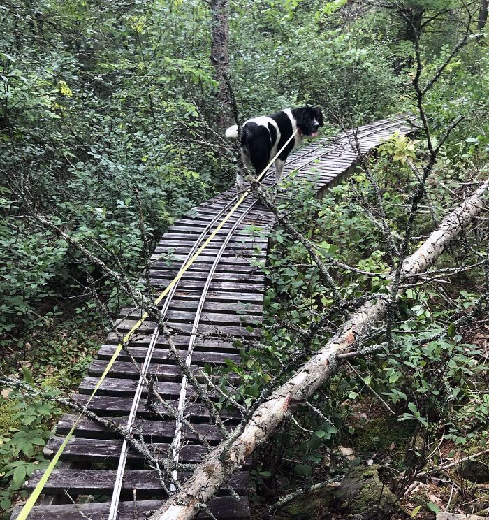 ce chemin de fer à petite échelle dans la forêt