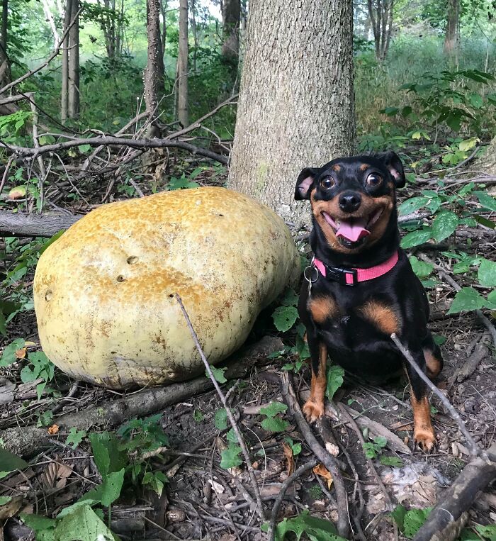 oui, elle a trouvé un champignon sauvage dans la forêt. non, elle n’en a pas mangé une partie, elle est juste toujours un derp