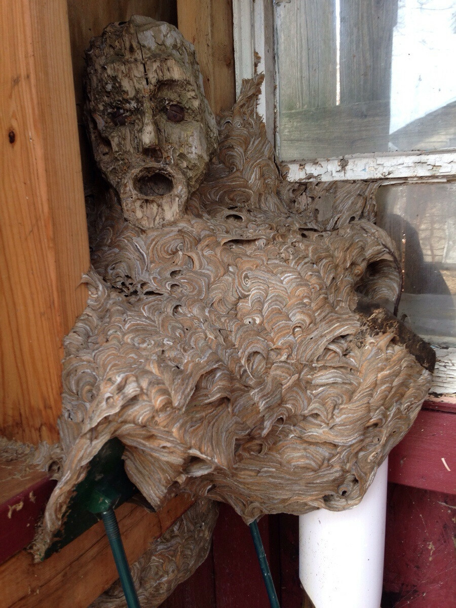 Nid de frelons qui s’est formé autour du visage d’une statue en bois laissée dans une remise