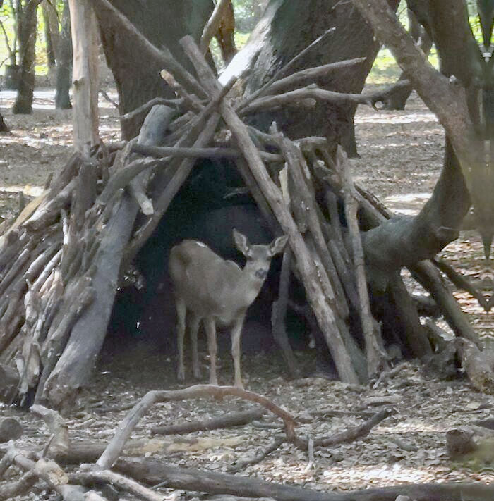 j’ai trouvé un cerf dans une cabane de fortune dans les bois