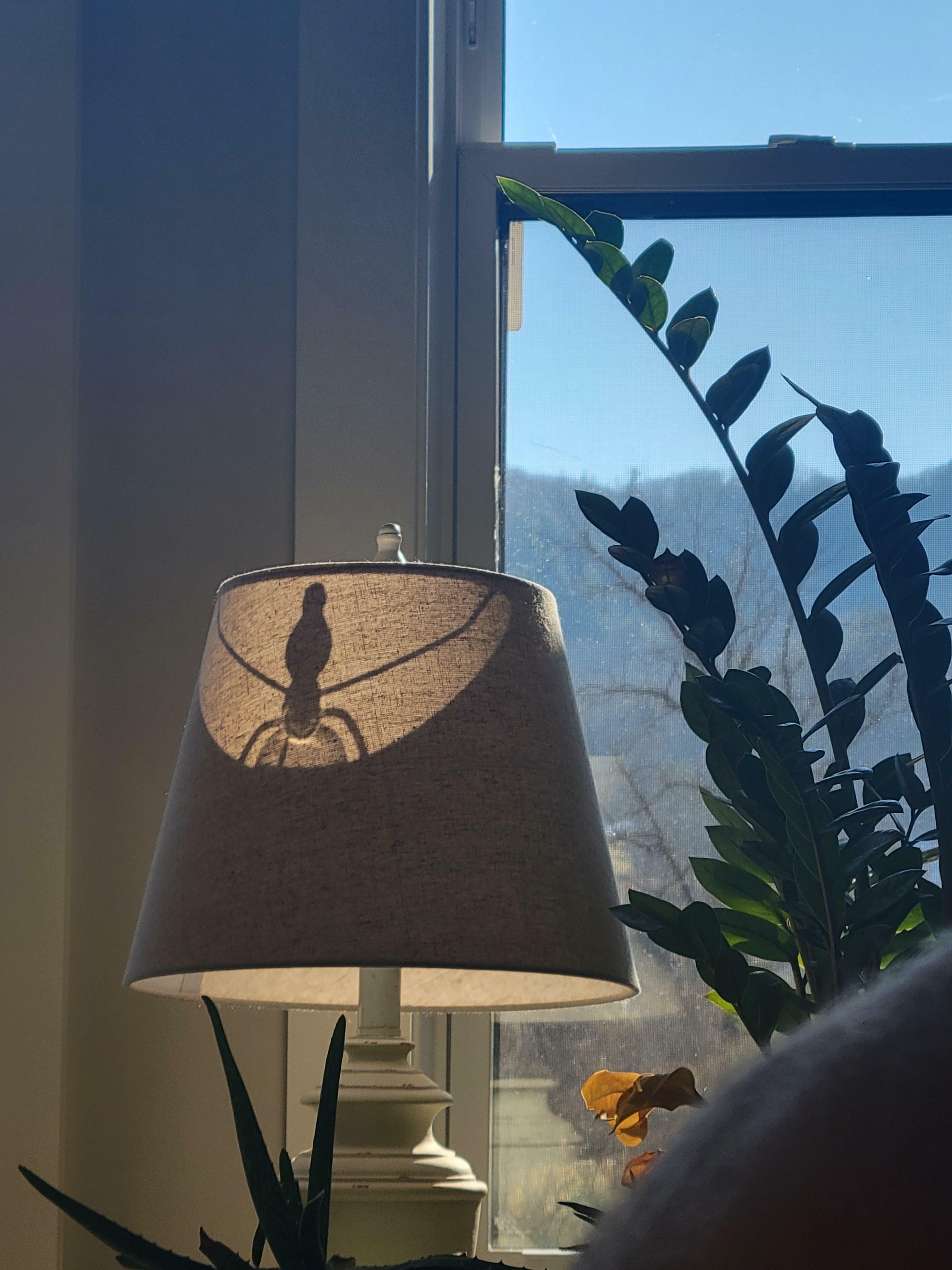 Le soleil qui projette une ombre sur ma lampe lui donne l'air d'une araignée terrifiante qui se cache à l'intérieur.