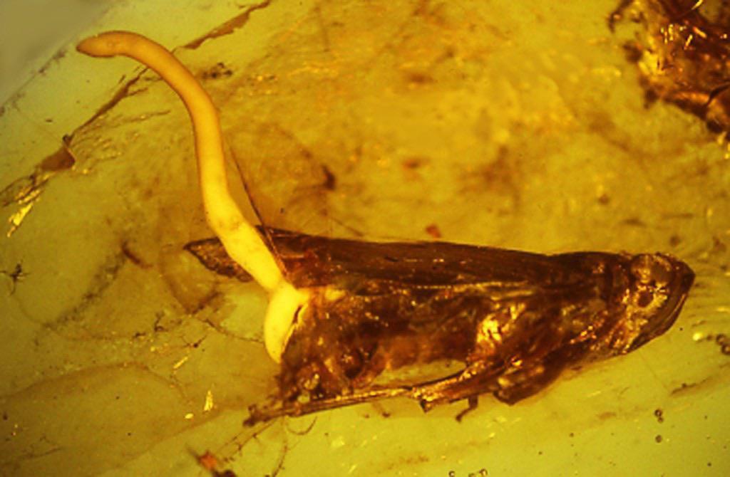 Un parasite préhistorique qui tente de s’échapper de son hôte alors qu’il se noie dans l’ambre.