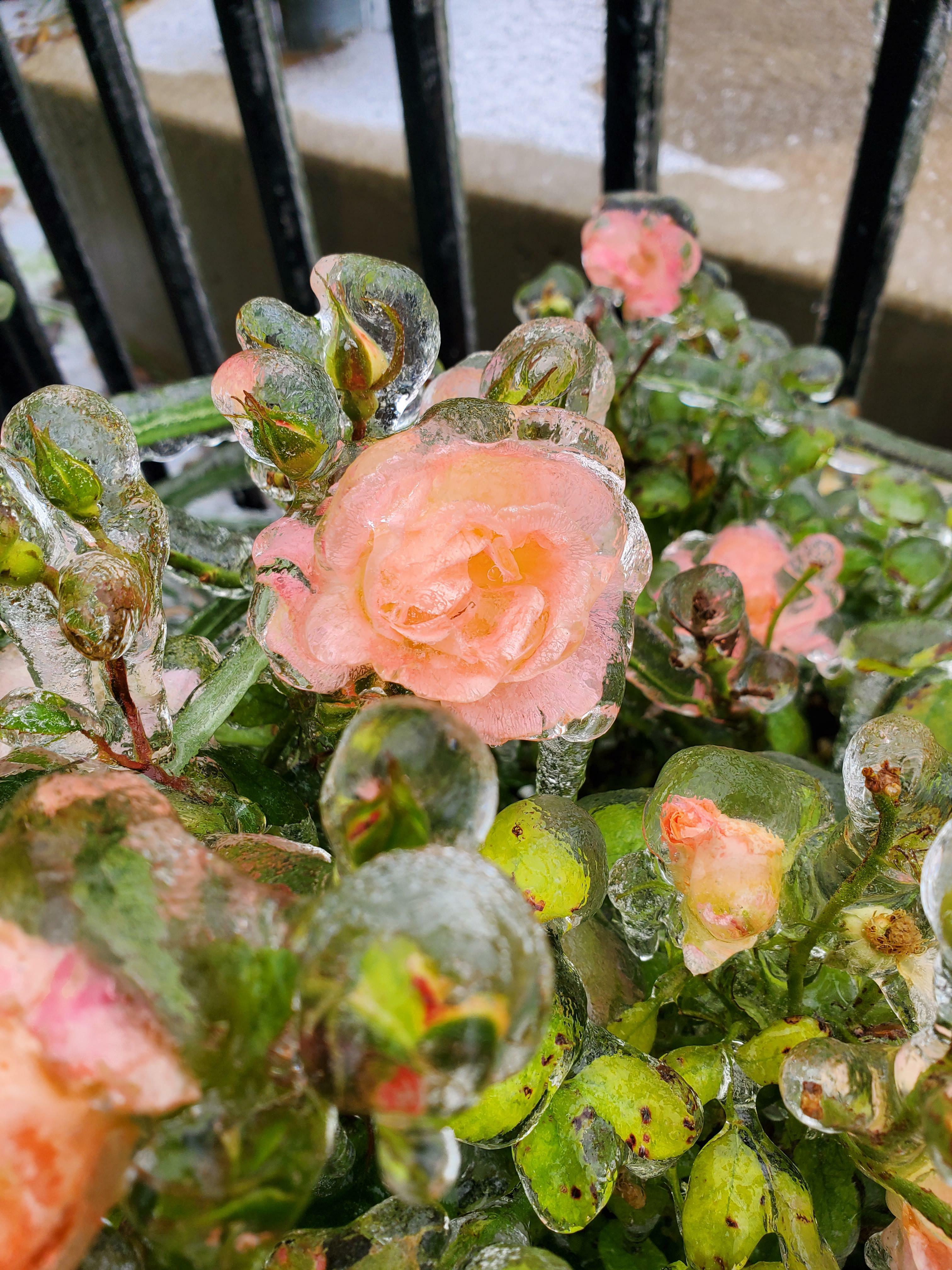 Une tempête de verglas a gelé mes rosiers encore en fleurs.