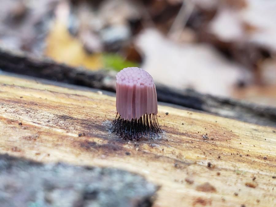 Je suppose qu’il s’agit d’une sorte de champignon, repéré au sommet d’un tronc mort à Pawtucket, Rhode Island.