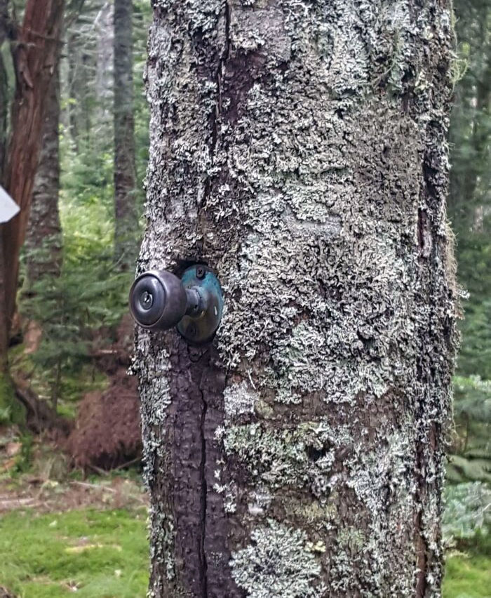 poignée de porte sur un arbre au milieu des bois