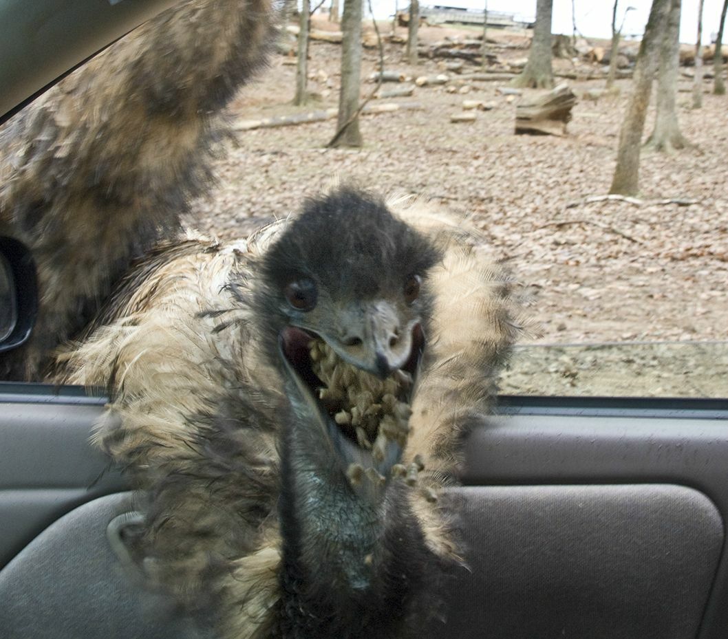 Mon petit ami et moi sommes allés dans un safari en voiture et avons appris que les autruches sont terrifiantes.