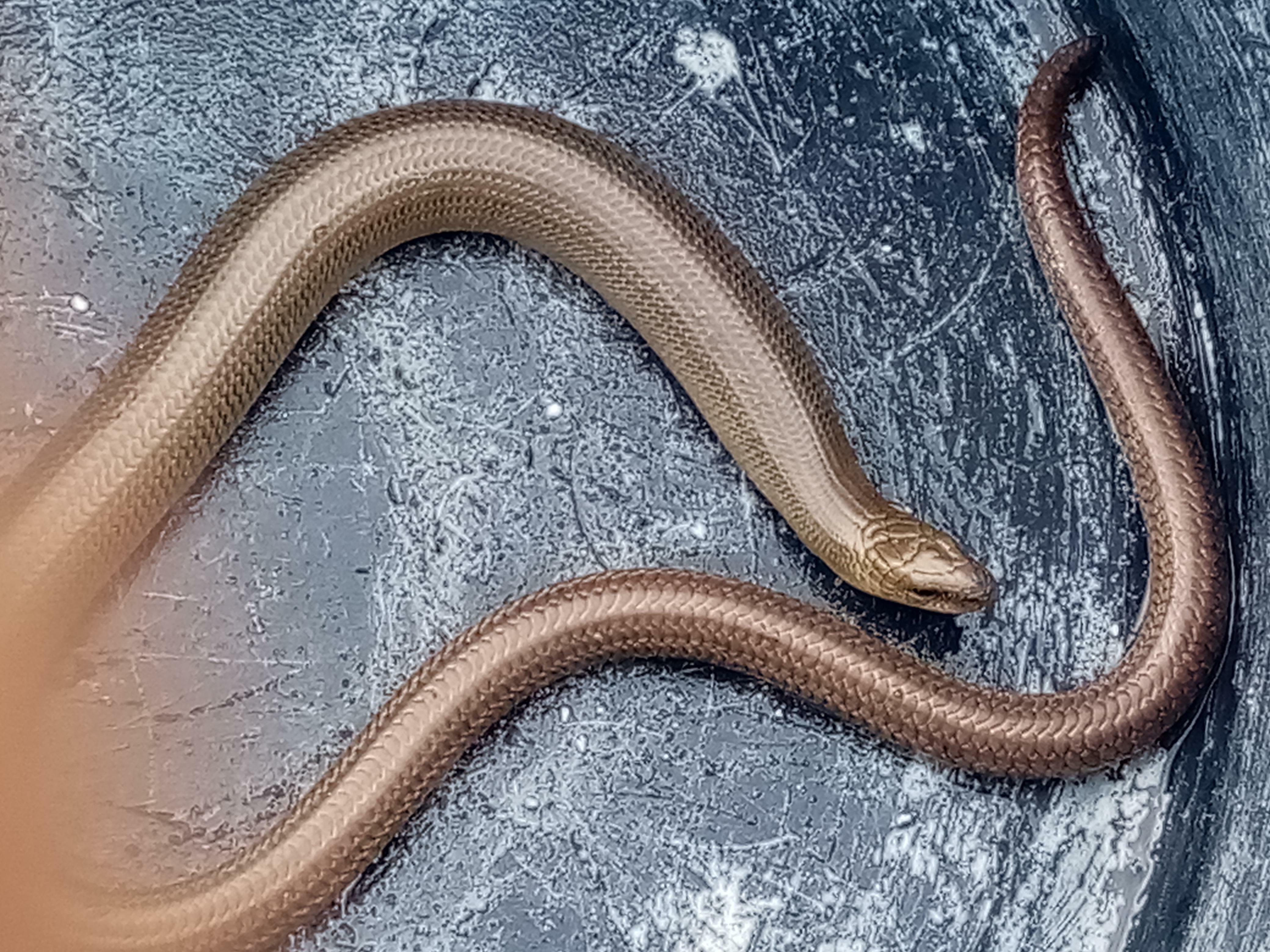 J'ai trouvé ce petit salaud dans mon jardin, il ne mord pas, il me laisse même le toucher et le manipuler. Qu'est-ce que ça peut être ? Est-ce un serpent non venimeux ou juste un lézard sans pattes ?