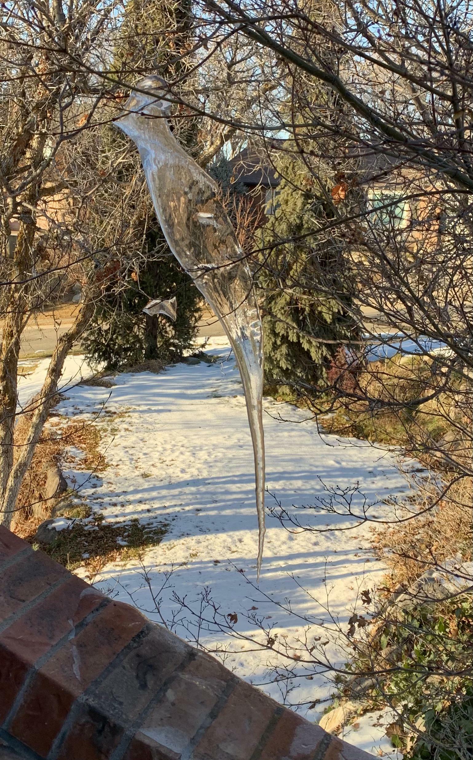 glaçon en forme d’oiseau qui s’est formé sur notre porche d’entrée