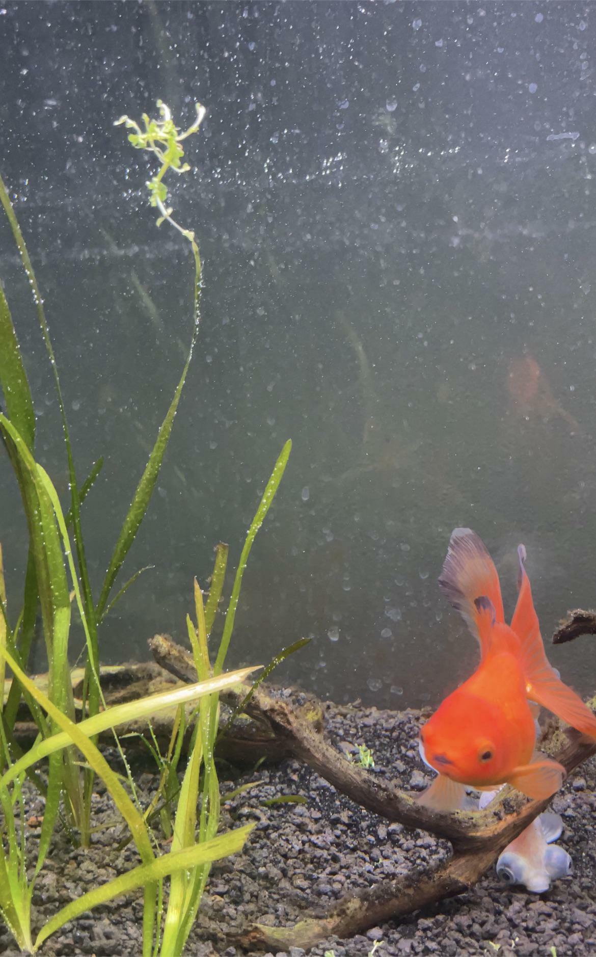 J’ai dépensé plus de 100 dollars pour des plantes coûteuses pour tapis d’aquarium. Mon poisson rouge les a toutes déracinées et mangées en l’espace de 5 minutes.