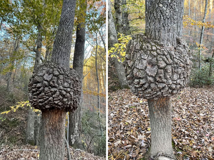 J’ai vu ça sur un arbre lors d’une randonnée aujourd’hui. Pas sur d’autres arbres de la région. Qu’est-ce que c’est ?