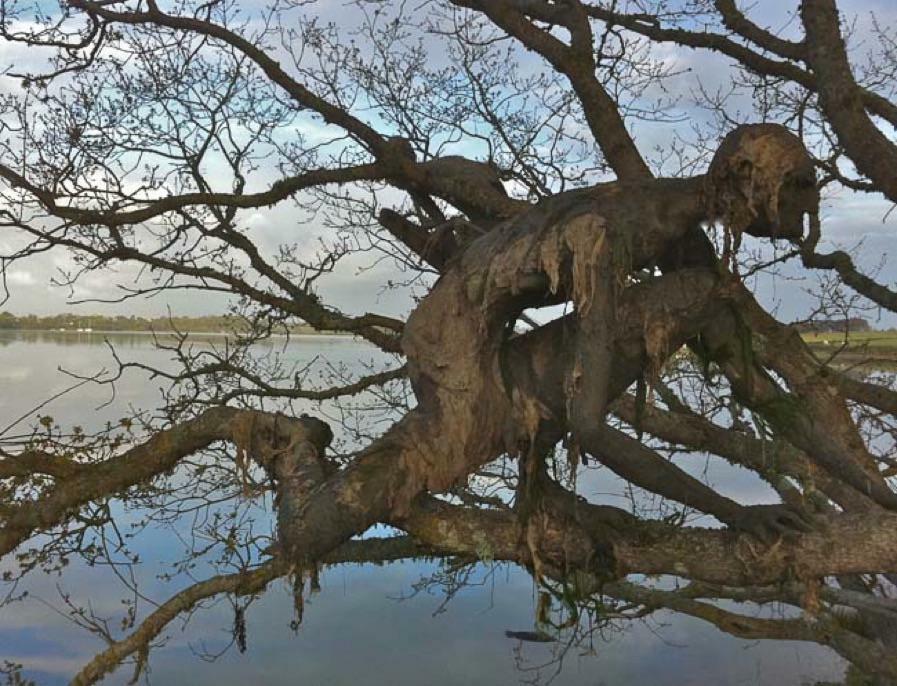 Des formes étrangement humanoïdes sur cet arbre