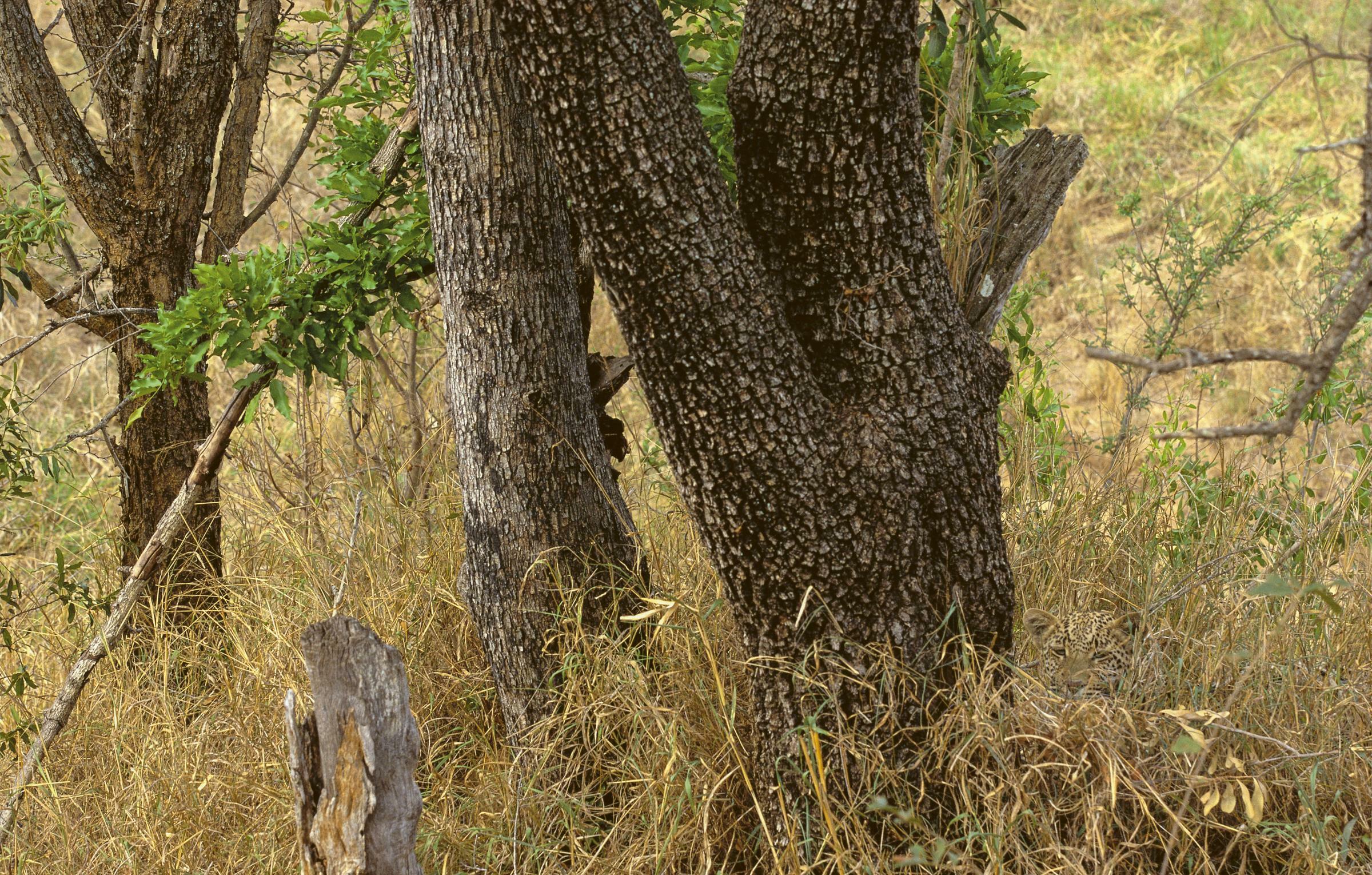 le camouflage de ce léopard