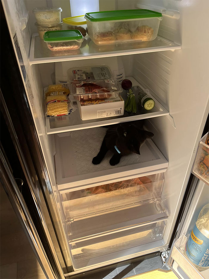 mon réfrigérateur, pas mon chat