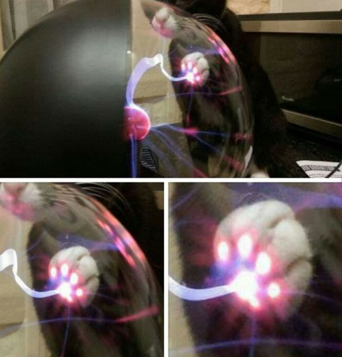 C’est ce qui arrive quand un chat touche une boule de plasma.