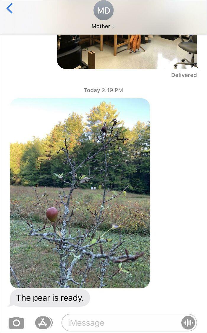 Mon poirier, une poire parfaite toute l’année, sans feuilles et haute de 1,5 m. Ma mère a fait en sorte de m’envoyer une photo car je ne suis pas à la maison cet automne.