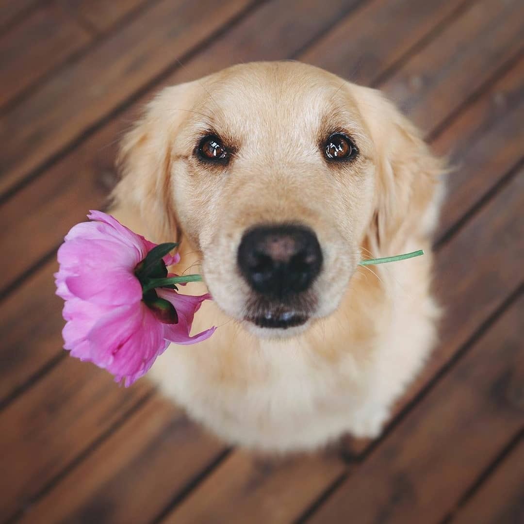 Pupper t’a apporté une fleur