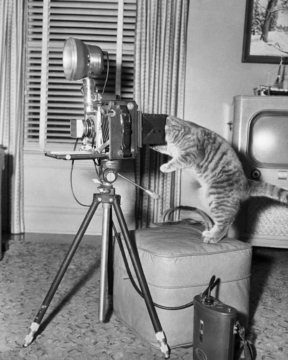 Chaton jouant un photographe en 1956